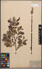 Foto von Salix cinerea L.